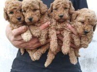 Toy poodle yavrular ırk sağlık garantili