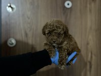 Ev ortamından sağlık ırk garantili poodle bebekler