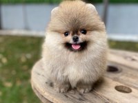 SAFKAN ORJİNAL POMERANİAN YAVRULARI