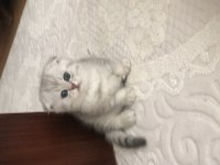 Scottish fold silver erkek yavrumuz teslime hazır