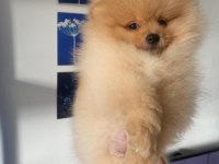 Pomeranian Boo Sahiplendirileceklitr