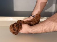 Rokanın poodle yavruları