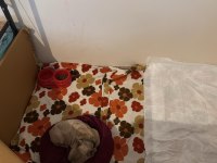3 KARDEŞ KÖPEKLER SAHADA MAKİNELER HAZIR HIZLI ÇEKEN KAZANIR