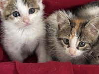 2 AYLIK DİŞİ YAVRU KEDİMİZ