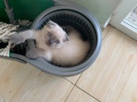 British shorthair kedisi