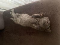 ücretsiz 3,5 aylık scottish fold yavrumuza yuva arıyoruz