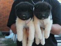 Amerikan Akita Inu Premıum Yavrular
