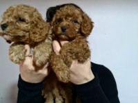 APRİCOT DİŞİ ERKEK POODLE YAVRULARIMIZ
