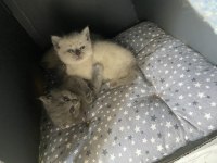 Yavru scottish fold bebeğim mickey sahiplendirilecektir