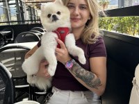 Pomeranian Yavruları