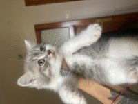 2 aylık british shorthair yavrular