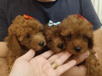 SAFKAN RED BROWN TOY POODLE YAVRULAR ÜST KALİTE