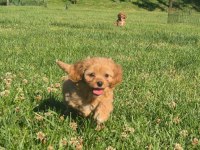 TEACUP MALTİPOO BEBEKLERİ SİZLERİ BEKLİYOR 