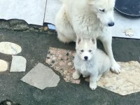 Beyaz husky yavrularımız a kalite