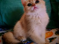 British Shorthair Ny 12 Dişi