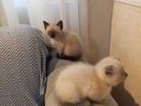 İzmir üçyol kedilerim