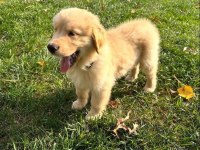 Şeker Gibi Golden Retriever Bebekler