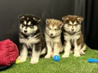 Kutuplardan Esen Soğuk Güzellik Alaskan Malamute