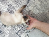 5 aylık safkan kırık kuyruk dişi siyam kedisi
