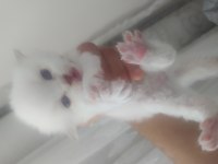 4 adet yavrumuz scottish fold uyguna verilecektir