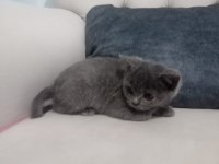 Kaliteli tatlı british shorthair yavrular