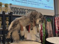 Onlar beklenen maine coon yavrular