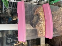Ücretsiz Hamster Yavrular
