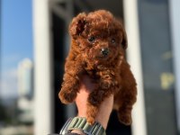 Kore Poodle Orijinal Garantili Bebeğimiz