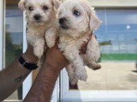 Maltipoo Adrese Teslim, Kapıda Ödeme Yapabilirsiniz