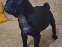 Siyah pug yavru 2 aylık