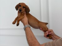 IRK VE SAĞLIK GARANTİLİ DACHSHUND (SOSİS) YAVRUMUZ