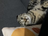 3 aylık kırma tekir kedimiz ücretsiz sahiplendirme