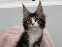 MCO dişi 2209 renk üst kaliteli maine coon