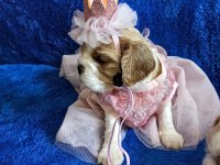 Prenses ve prens safkan cavalier king charles yavrular