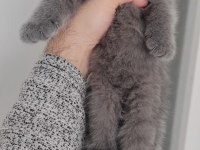 British shorthair silver point yavrumuz teslime hazırdır