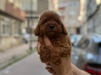 Sağlık ve ırk garantili toy poodle köpeği