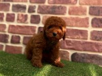 Tüy Dökmez Koku Yapmaz Toy Poodle