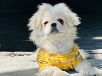 Eğitimli Pekinez Köpeği