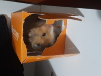 Yetişkin hamster suriye