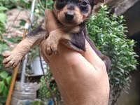 Minyatür pinscher erkek