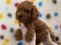Uygun Puan Sağlıklı Son Poodle