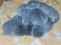 Yeni doğmuş scottish fold yavruları