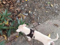 7 Aylık Chihuahua Cinsi Köpeğimiz