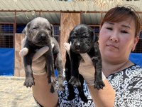 Cane corso köpekler