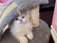 Maviş british longhair kızımıza yuva arıyoruz