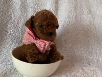 Irk ve sağlık garantili kore poodle bebekleri