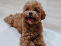 Irk Ve Sağlık Garantili Poodle Köpeği