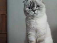 Scottish Fold Kedimiz