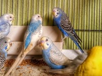 Muhabbet kuşu Jumbo, Rainbow takımları ve yavruları