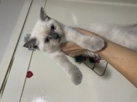2 Aylık British Shorthair Yavrular